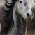 Vente cheval lusitanien achat poulain lusitanien jument lusitanien eleveur cheval lusitanien eleveur cheval de course