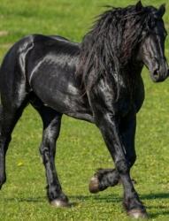 Sale of Mérens horses, purchase Mérens foals, horse breeder