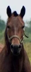 Morgan horse for sale, Morgan foal for sale, horse breeder
