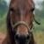 Vente cheval morgan achat poulain morgan jument morgan a vendre eleveur cheval morgan eleveur equin