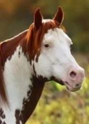 Paint Horse for sale, Paint Horse foal for sale, breeder