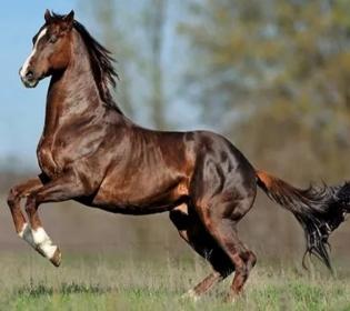English Thoroughbred horse for sale, horse breeder