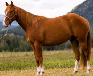 Quarter Horse horse sale, foal purchase, equine breeder