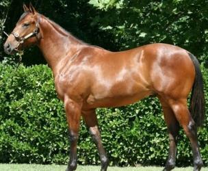 Standardbred horse for sale, foal purchase, equine breeder