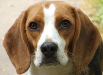 Beagle dog for sale, Beagle puppy, Beagle dog breeder