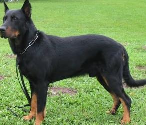 Beauceron dog for sale, Beauceron puppy, dog breeder