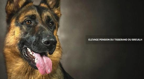 German Shepherd dog for sale, puppy purchase, dog breeder