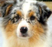 Vente chien berger americain miniature achat chiot berger americain miniature eleveur chien berger americain miniature