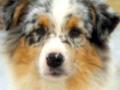 Vente chien berger americain miniature achat chiot berger americain miniature eleveur chien berger americain miniature