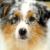 Vente chien berger americain miniature achat chiot berger americain miniature eleveur chien berger americain miniature