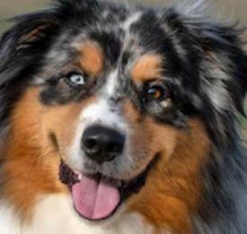 Australian Shepherd dog for sale, classified ads puppy