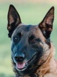 Belgian Shepherd dog for sale, puppy purchase, dog breeder