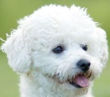 Vente chien Bichon Frisé, achat chiot Bichon Frisé, éleveur