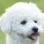 Vente chien bichon frise achat chiot bichon frise bichon frise a vendre eleveur chien bichon frise eleveur canin