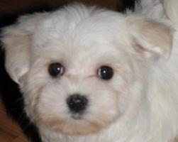 Vente chien Bichon Maltais, achat chiot Bichon Maltais
