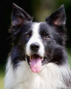 Border Collie dog for sale, puppy purchase, dog breeder