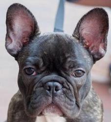 French Bulldog dog for sale, puppy purchase, dog breeder