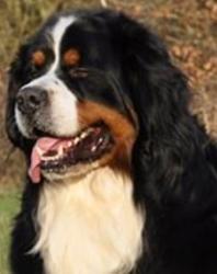 Bernese Mountain Dog for sale, Bernese Mountain Dog puppy
