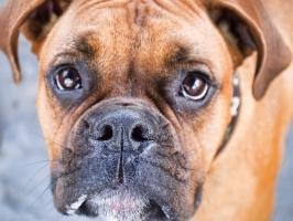 Vente chien Boxer, achat chiot Boxer, éleveur chien Boxer