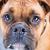 Vente chien boxer achat chiot boxer eleveur chien boxer elevage chiot boxer eleveur canin