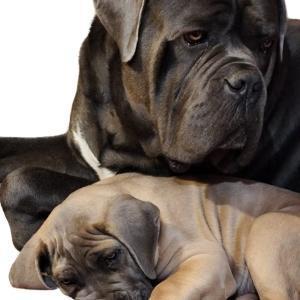 Cane Corso dog for sale, puppy purchase, dog breeder ad