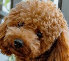 Vente chien Caniche, achat chiot Caniche, éleveur Caniche