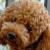 Vente chien caniche achat chiot caniche eleveur chien caniche eleveur canin