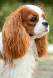 Cavalier King Charles dog sale, puppy purchase