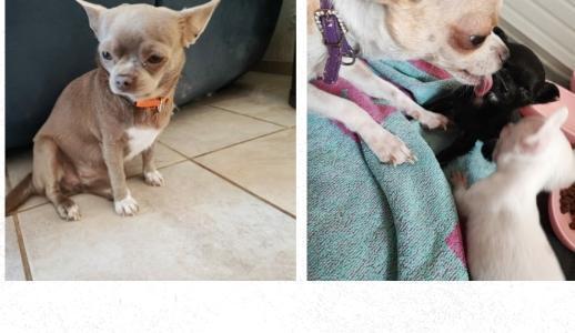 Chihuahua puppy for sale, Chihuahua dog, dog breeder