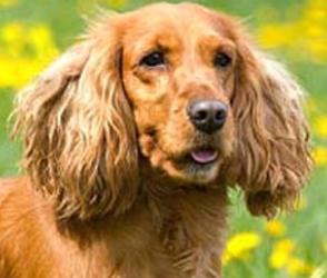 English Cocker Spaniel dog for sale, puppy purchase, breeder