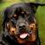 Vente chien de defense achat chiot eleveur chien de garde petites annonces entre particuliers