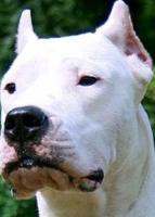 Vente chien Dogue Argentin, achat chiot Dogue Argentin
