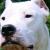 Vente chien dogue argentin achat chiot dogue argentin eleveur chien dogue argentin elevage chiot dogue argentin