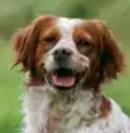 Brittany Spaniel dog for sale, Brittany Spaniel puppy