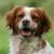 Vente chien epagneul breton achat chiot epagneul breton eleveur chien epagneul breton eleveur canin