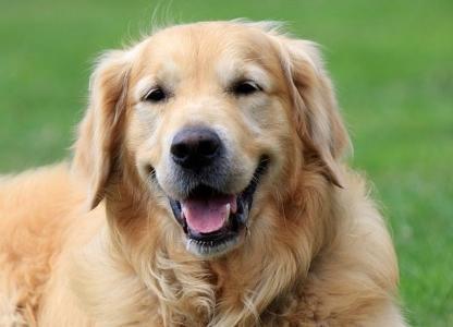 Golden Retriever dog for sale, classified ads puppy purchase