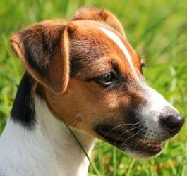 Jack Russell Terrier dog for sale, Jack Russell puppy