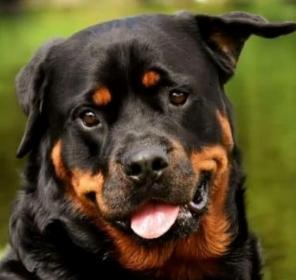Rottweiler dog sale, puppy purchase, guard dog breeder