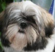 Vente chien Shih Tzu, achat chiot Shih Tzu, éleveur canin