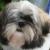 Vente chien shih tzu achat chiot shih tzu eleveur chien shih tzu elevage chiot shih tzu eleveur canin 