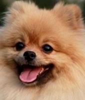 Vente chien spitz nain achat chiot spitz nain eleveur chien spitz nain eleveur canin