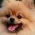 Vente chien spitz nain achat chiot spitz nain eleveur chien spitz nain eleveur canin