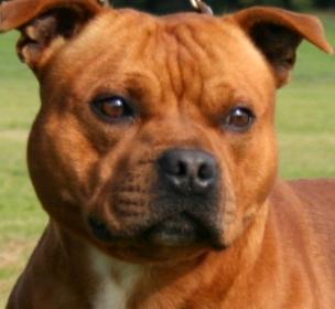 Staffordshire Bull Terrier dog for sale, Staffie puppy