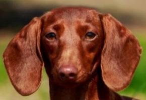 Sale Standard Dachshund, sale Dwarf Dachshund, Kaninchen