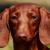 Vente chien teckel achat chiot teckel eleveur chien teckel elevage chiot teckel eleveur canin