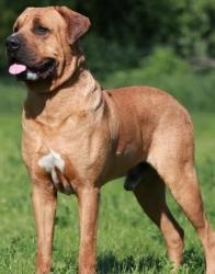 Tosa Inu dog for sale, Tosa Inu puppy for sale, dog breeder
