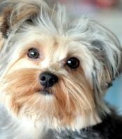 Vente chien Yorkshire Terrier, achat chiot Yorkshire Terrier