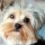 Vente chien yorkshire terrier achat chiot yorkshire terrier eleveur chien yorkshire terrier elevage chiot yorkshire terrier eleveur canin