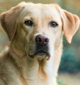 Labrador Retriever dog for sale, puppy purchase, dog breeder