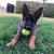 Vente lavomatique pour chien achat dog wash libre service neuf occasion